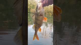 ✨Fishing life 2 ✨ fishing pêche pecheauleurre perch predatorfish catchandrelease pikefishing [upl. by Sallee]