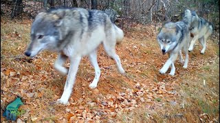 The most elusive and remote wolves in Voyageurs National Park Minnesota [upl. by Marlea]