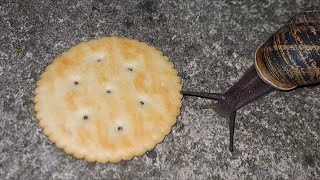 Snail Eating Ritz Cracker But There’s Doom Music [upl. by Eillek]