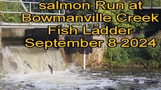 Salmon Run at Bowmanville Creek Fish Ladder September 8 2024 [upl. by Penland]