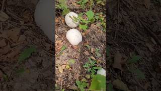 Calvatia gigantea  Giant Puffball Mushrooms Season shorts nature fungi hiking [upl. by Rieth506]