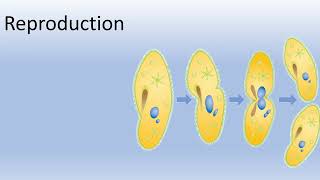 Unveiling the Marvels of Paramecium A Microscopic World Revealed [upl. by Macomber]