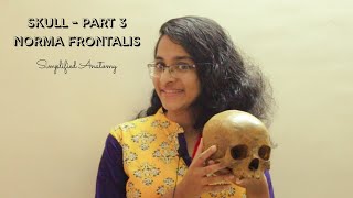 SKULL PART 3  NORMA FRONTALIS  ANATOMY  SIMPLIFIED ✔ [upl. by Taddeusz]