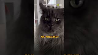 Which Breed is the Biggest CAT [upl. by Adnav]