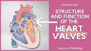 Heart Valves Atrioventricular and Semilunar Heart Valves  Physiology  Lecturio Nursing [upl. by Correna]