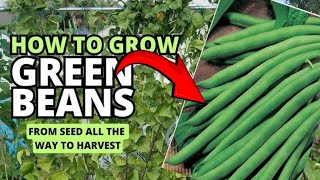 How to Grow Beans from Seed to Harvest in Reusable Soil  Seeds Saving [upl. by Navonod462]