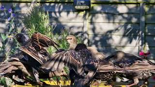 Lovely Starlings and a Very Beautiful Crow [upl. by Sylvia14]