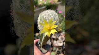 Mammillaria Baumii care gardeningvideos cactusflower cactus mammillaria farahgarden [upl. by Ahsilad331]