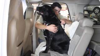 Dog Car Safety Belt [upl. by Floro]