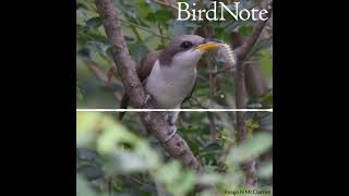 Yellowbilled Cuckoo — Rain Crow [upl. by Bracci]