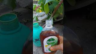 plants ke fungus me Dettol ka applygardening youtubeshorts plants [upl. by Asilehc]