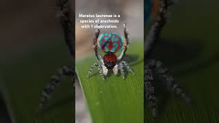 Maratus laurenae is a species of arachnids with 1 observation spider peacockspider insects [upl. by Airotahs]