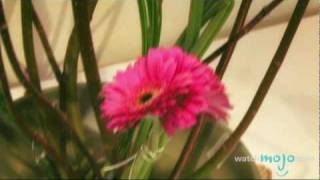 Ikebana Art How To Arrange Flowers [upl. by Lathan138]