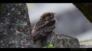 The Mysterious calls of the nightjar bird Natures lullaby ❤️ birds nightjarlullabyofbirdland [upl. by Denie908]