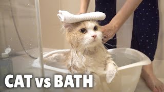 Cat vs Bath  Kittisaurus [upl. by Aihsened294]