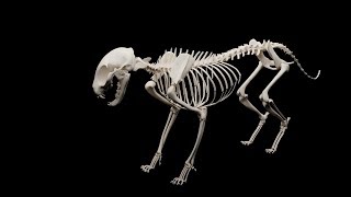 XMuscle System Cat skeleton demo [upl. by Sibyls]