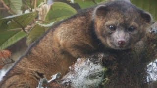 Meet Olinguito First new mammal to be discovered in 35 years [upl. by Luhem]