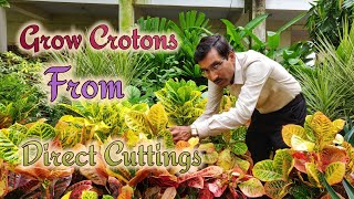 Grow Crotons directly from Cuttings Easily without using Rooting Hormone [upl. by Lindley]