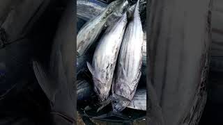 best fishing skipjack tuna [upl. by Mihalco]