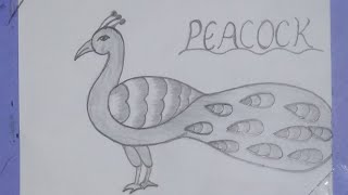 Peacock Drawing Video National Bird Peacock Sketch मोर का चित्र कैसे बनाएं। [upl. by Yerhpmuh759]