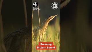 Booming Bittern Audio [upl. by Wolfgram]