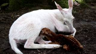 White Doe gives birth to 2 buck fawnsone brown and one white [upl. by Lashondra701]