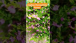 Cuphea Hyssopifolia Flower  Khufiya Flower  gardening flower nature [upl. by Ayyn]