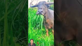 Finish rice 😂 comedy funny cow fun farmer [upl. by Norrahs37]