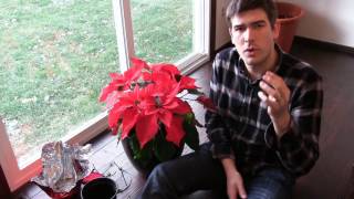 How to Grow Poinsettia Year Round  Complete Growing Guide [upl. by Ahras]