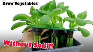 Grow Vegetable Without Soil How To Grow Bok Choy From Seeds To Harvest Hydroponically [upl. by Bandeen]