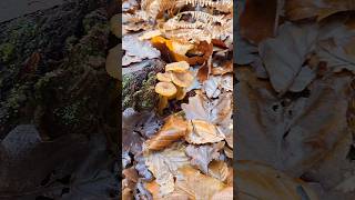 La chanterelle chanterelles chanterelle champignons sauvage comestible naturelovers [upl. by Llerad]