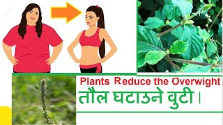 Herbs Can Help You Lose Weight  How to Reduce  Use अपामार्ग  Health Benefits चिरचिटा  दतिवन [upl. by Fennell]