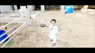 Cute Boy vs Goat  Chacha Te Bhatija Funniest Moments  Viral Village Moments  Funtimes004 [upl. by Gish]