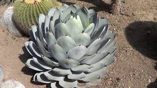 AGAVE GALLERY Agave Parryi var Truncata  Up Close [upl. by Gawain768]