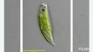 Euglena viridis  REPRODUCTION [upl. by Mill]