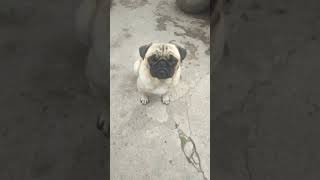 Sina vs lindo pug [upl. by Avid]