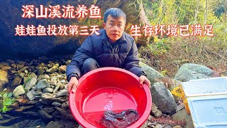 深山溪流养鱼第54天，娃娃鱼的生存环境已满足。能繁衍生息吗 [upl. by Afrikah]