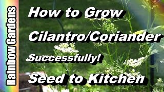 How to Grow Cilantro 101  amp Coriander  Seed to Kitchen EVERYTHING You Need to Know [upl. by Saul]