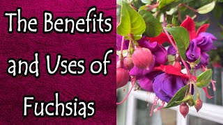 The Benefits and Uses of Fuchsias [upl. by Noreik]