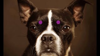 Relax Your Dog with Bergman Method Facial Reflexology [upl. by Barabas]