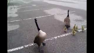 Crazy Canada goose attack [upl. by Ellekcim]