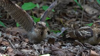 NIGHTJAR Chick is 26 days old [upl. by Kuehn]