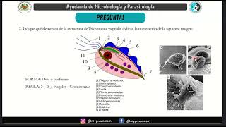 Ayudantía de microbiología y parasitología  Trichomonas vaginalis [upl. by Ralf]