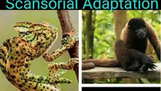 ARBOREAL ANIMAL  SCANSORIAL ADAPTATION  ECOLOGICAL ADAPTATION  features of arboreal animals [upl. by Suidualc]