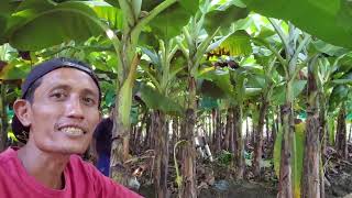 PISANG CAVENDISH HARGA PALING STABIL DIMARKET [upl. by Karisa]