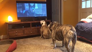 Bulldogs Frantically Warn TV Canine Of Danger in Classic Horror Scene [upl. by Elleinahc]