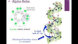 018Primary amp Secondary Structure [upl. by Zsa]