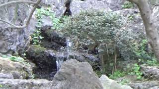 Japanischer Garten Schönbrunn Wien ⛩️ japan garden wohlfühlen [upl. by Bloch]