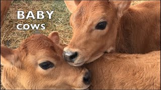 BABY COWS PLAYING LIKE SCHOOL KIDS TALKING BABY COW COMPILATION 3 [upl. by Sauers]