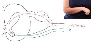 Pathophysiology of spasticity following UMN lesions [upl. by Kristofor]